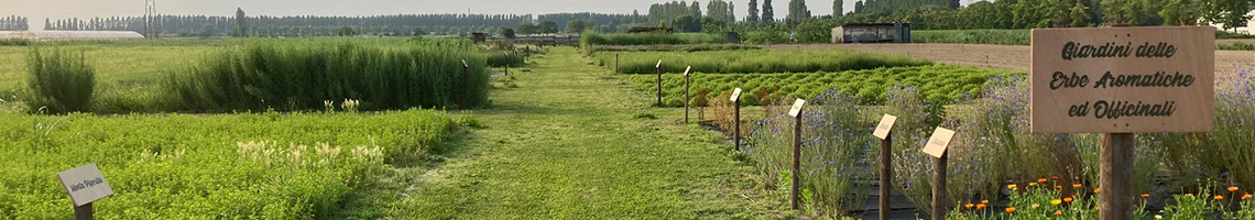 onde-della-terra