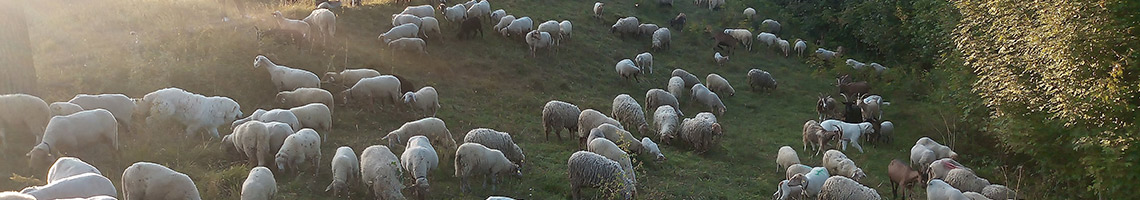 la-pecora-nel-bosco