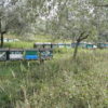 Pivato Filippo