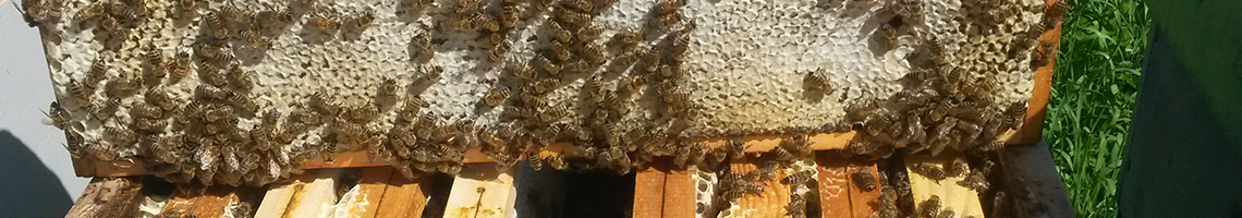 Tonon Alberto