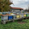 apicoltura giacomazzi