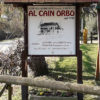 Al cain orbo
