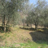 A Caseta
