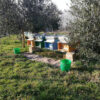 apicoltura-mulini-perduti