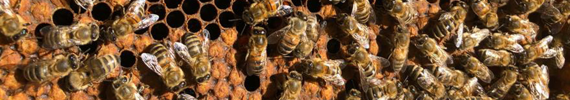 apicoltura-ape-felice