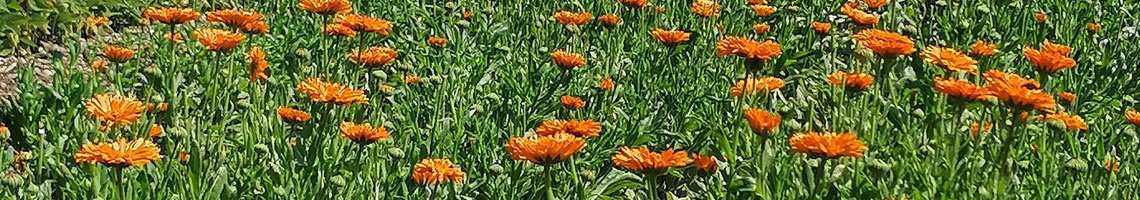 francy-farm-dolomiti