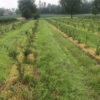 agricola-pianezze