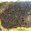 apicoltura-flavio-oliana