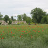 la-folaga-rossa