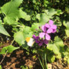 lunaria