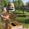 farmericky