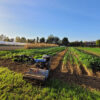 the-land-farm