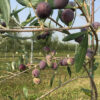 olio-terre-di-severino