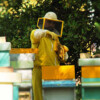 apicoltura-giallo-giallo