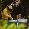 apicoltura-giallo-giallo