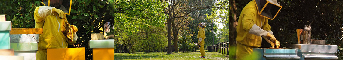 apicoltura-giallo-giallo