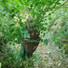 apicoltura-le-primule