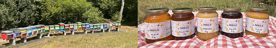 apicoltura-le-primule