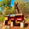 il-barattolo-doro