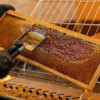 il-barattolo-doro