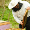 bee-di-boer