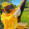 bee-di-boer