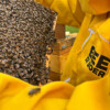 bee-di-boer